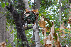 Ensete superbum